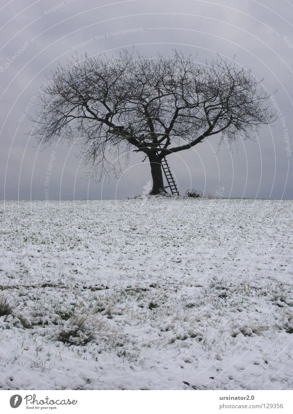 The tree 4 Tree Field Meadow Sky Clouds Ladder Winter Snow Land Feature Horizon Nature Agriculture Loneliness Cold Grief White Gray Blue farming equipment