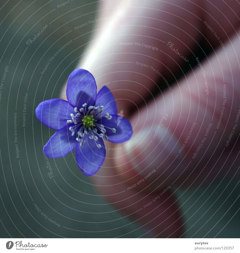 spring is coming... Flower Blue Plant Nature Spring Meadow Hand Fingernail Hepatica nobilis Violet Fingers Happiness Multicoloured Beautiful Peace Flower power