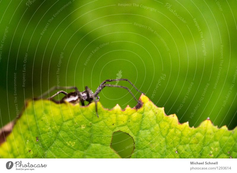 spider Animal Spider 1 Crawl Threat Small Natural Brave Fear Ease Colour photo Exterior shot Close-up Macro (Extreme close-up) Shallow depth of field