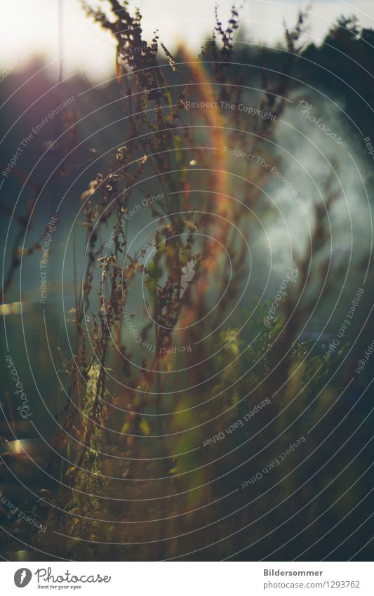 . Nature Plant Fog Grass Bushes Wild plant Meadow Rainbow Reflection Lens flare Glare effect Weed Fence Smoke signal Colour photo Subdued colour Exterior shot