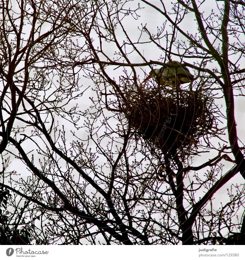 High Top Tree Nest Bird Heron Grey heron Branchage Muddled Bird's eggs Parental care Safety Plant Animal Environment Egg House (Residential Structure) Nature
