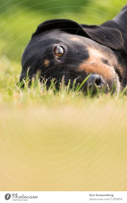 a young dachshund on the meadow Nature Landscape Plant Animal Grass Moss Meadow Pet Dog 1 Baby animal Observe To enjoy Lie Looking Friendliness Happy Beautiful
