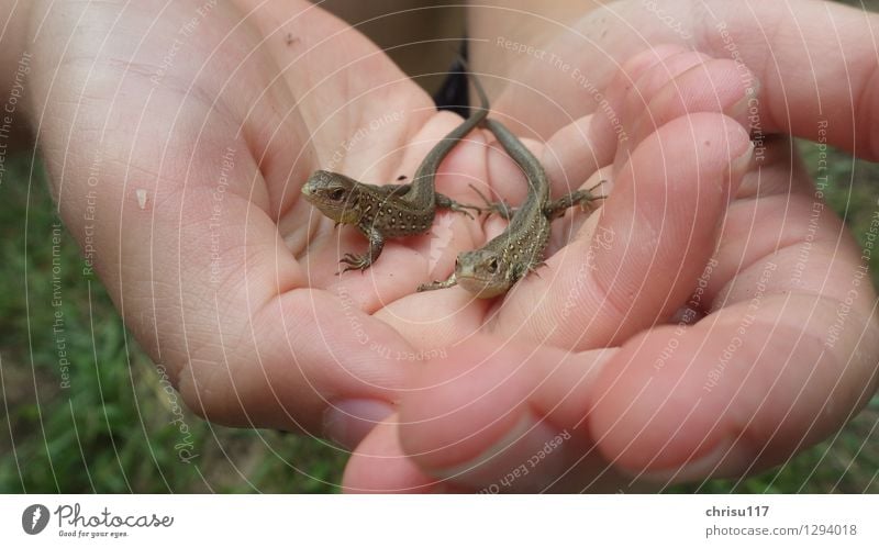 Curious double pack Nature Sun Sunlight Summer Beautiful weather Forest Animal Wild animal Sand lizard 2 Baby animal Observe Discover Looking Sit Exceptional