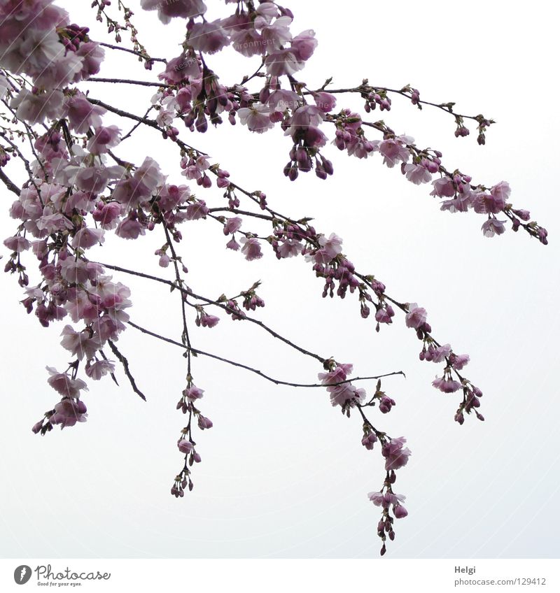 Branches with flowers of the ornamental cherry that blooms in spring Blossom Blossoming Spring March April Spring flowering plant Branchage Branched Multiple