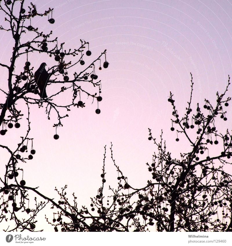 kitsch Bird Pigeon Tree Treetop Air Sunrise Sunset Romance Calm Relaxation Violet Pink Branch Twig Sphere Sky Evening Morning Kitsch Peace Contentment
