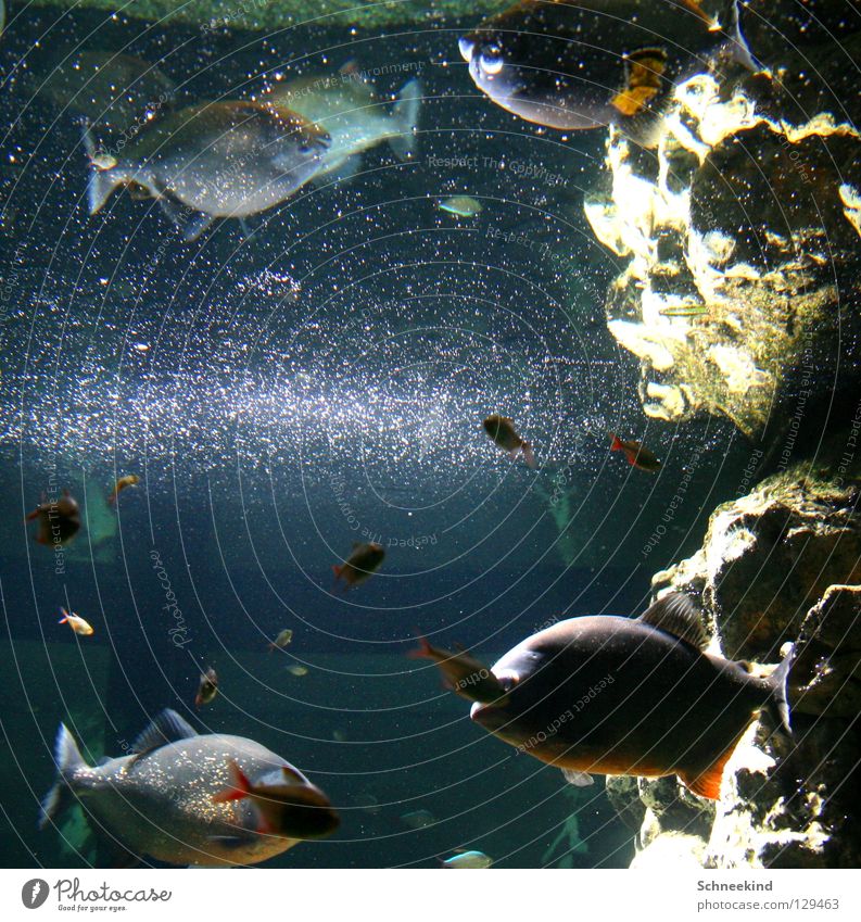 glittering world Aquarium Zoo Mirror Mirror image Glittering Joy Fish Navigation Nature Water Stone