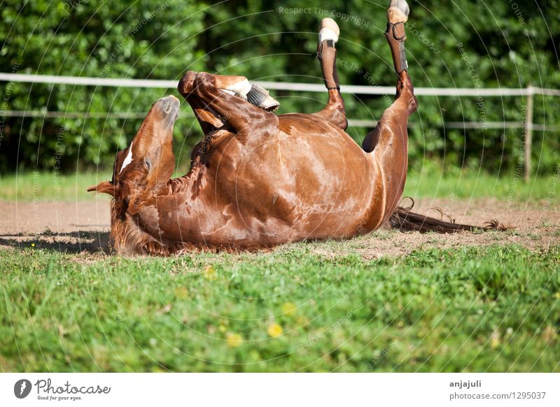 Horse in the meadow lies in the sand and enjoys the freedom Joy Well-being Ride Animal Relaxation To enjoy Sleep Exceptional Dirty Free Glittering Funny
