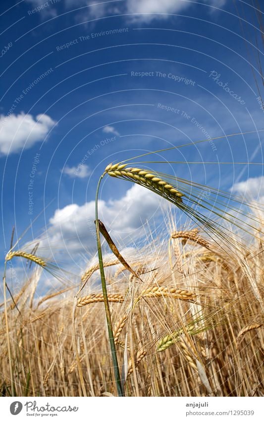 Cornfield with blue cloudy sky close-up Grain Nutrition Healthy Eating Environment Nature Sky Clouds Agricultural crop Grain field Wheatfield Ear of corn