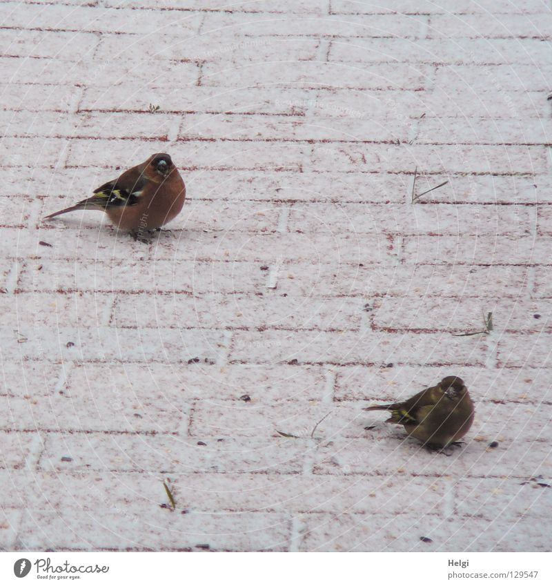 wait together.... Bird Chaffinch Together Feed Foraging Grain Winter Cold Freeze Appetite Spring December January February March Feather Plumed Beak Claw Tails