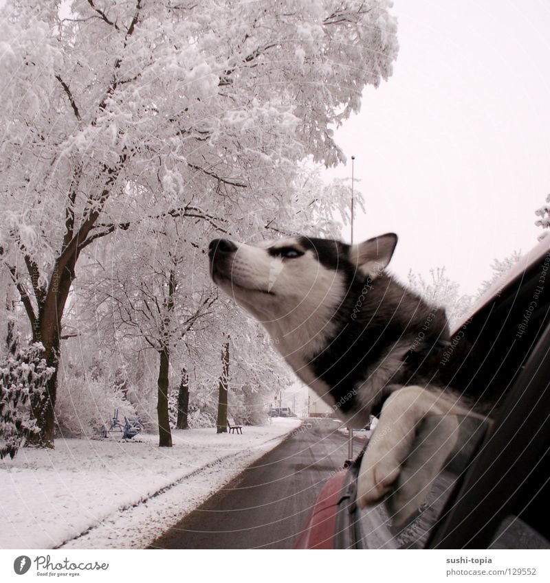 "I'm a dog! GET ME OUT OF HERE!!!" Dog Husky Tree Red Black White Sidewalk Mud Longing Air Paw Forest Driving Window Clouds Bad weather Reflection Footprint