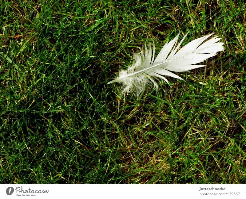 Bird puzzle part 1 White Green Grass Meadow Feather Individual Easy Hover Soft Doomed Pigeon Lose Fuzz Downy feather Peace Feeble Lawn Juttas snail Flying