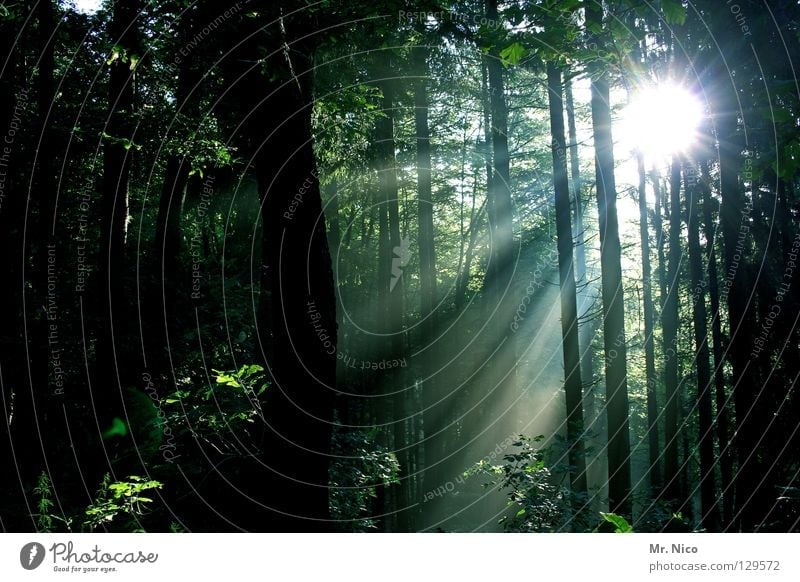 ray of hope Forest Light Shaft of light Lighting Radiation Sunbeam Strip of light Green Dark Reflection Tree Tree trunk Thin Stripe Leaf Deciduous forest