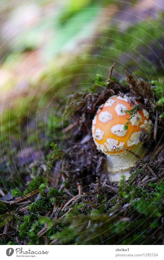 "Plopp" Environment Nature Animal Earth Autumn Moss Mushroom Forest Mountain Fresh Green Orange White Colour photo Macro (Extreme close-up) Deserted Day