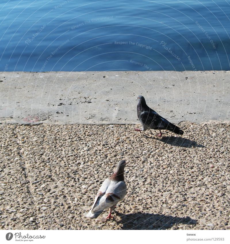 Pigeons. Waiting for the dream ship. Jetty Bird To go for a walk Going Stand Concrete Fastening Bank reinforcement Ocean Lake Pebble White Black Encounter