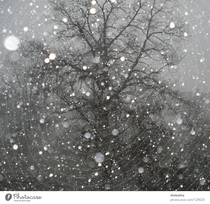 Spring fever? Tree Winter Cold Snowflake Gray Snowfall Seasons Calm Weather Ice dreariness