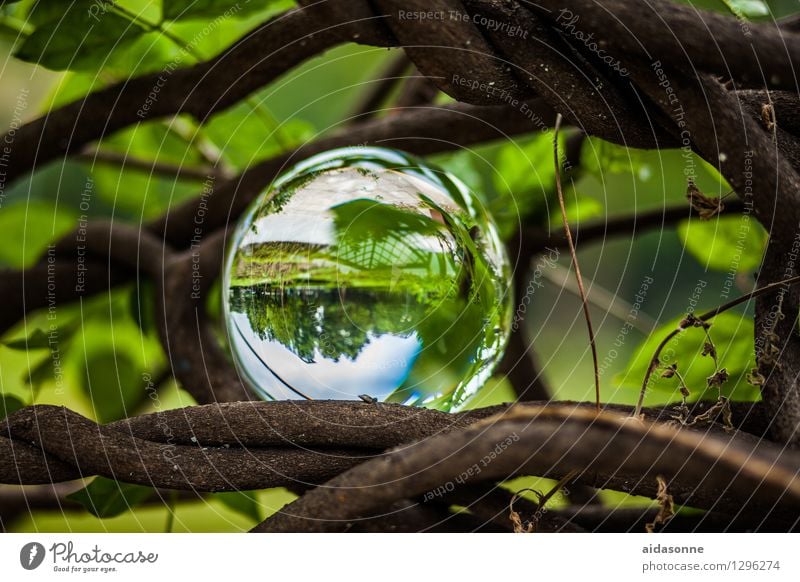 glass ball Nature Plant Summer Garden Park Forest Decoration Kitsch Odds and ends Glass ball Sphere Attentive Caution Serene Patient Calm Colour photo