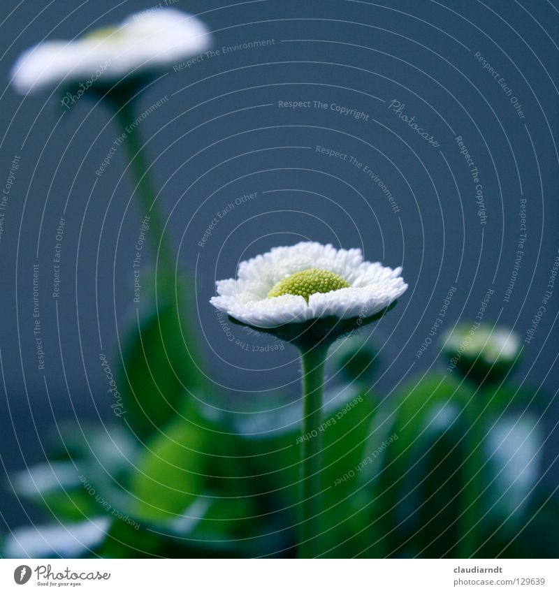 1000beautiful Flower Blossom Daisy Spring White Fresh Plant Botany 1,000 Happiness Blossoming Blue Macro (Extreme close-up) single a thousand