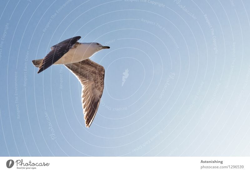 Seagull in flight II Animal Air Sky Cloudless sky Weather Beautiful weather Warmth Essaouira Morocco Wild animal Bird Animal face Wing 1 Flying Looking Elegant