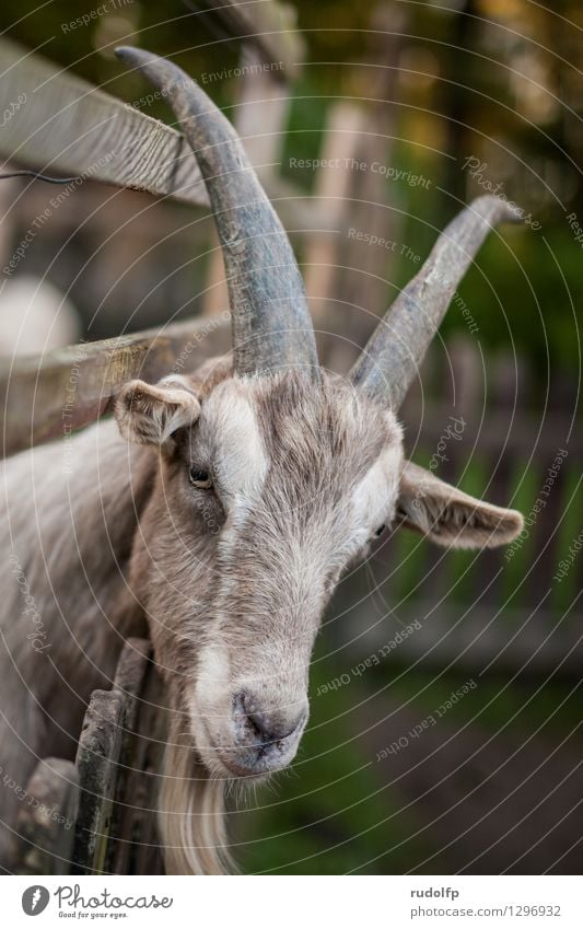 Old goat Stock Photos, Royalty Free Old goat Images