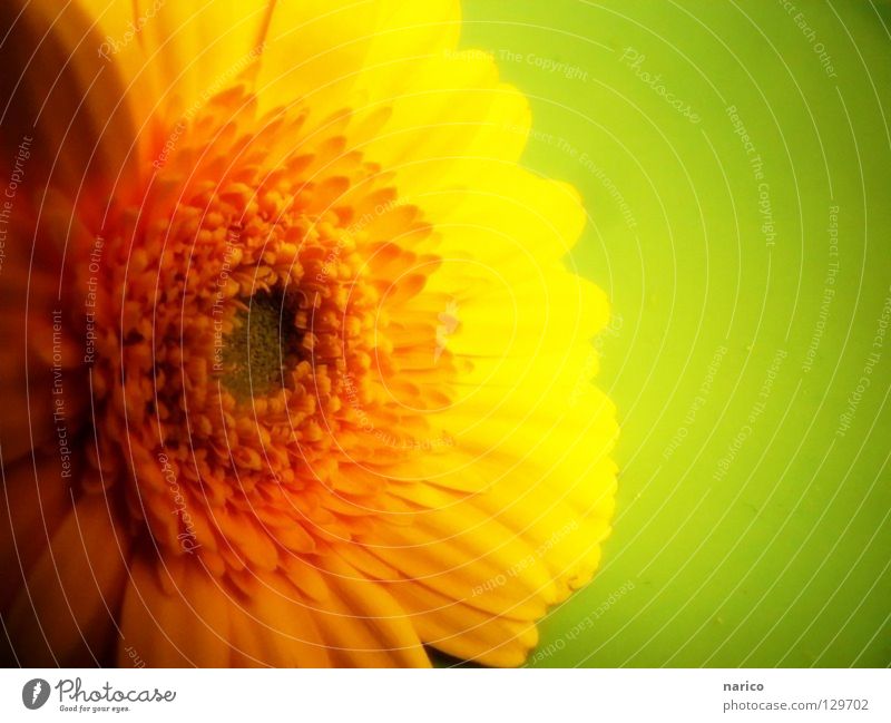 ..yellow..green..spring! Multicoloured Light Shadow Joy Life Summer Plant Spring Flower Blossom Dark Fresh Bright Soft Yellow Green Colour Gerbera Würzburg