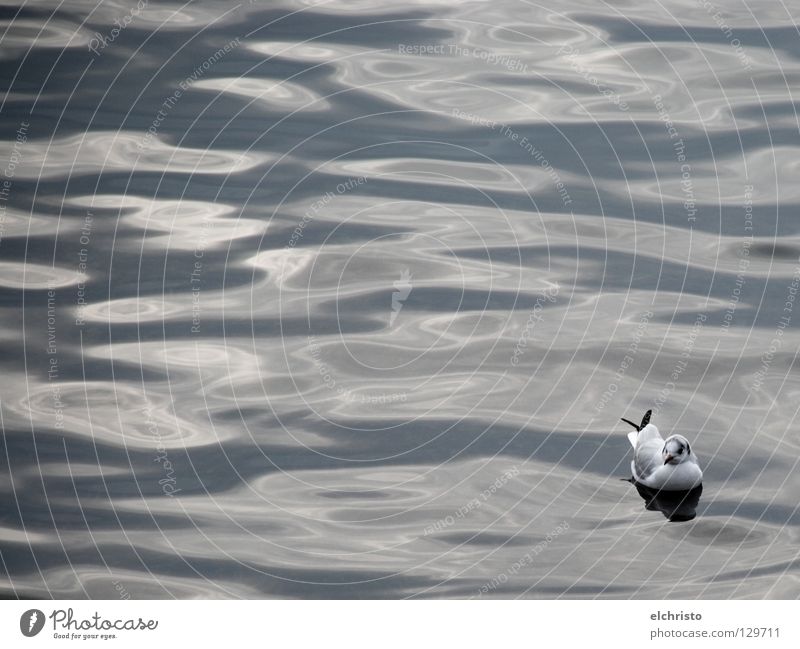 floating Seagull Bird Waves Gray White Black Calm Relaxation Serene Dream Lake Ocean Reflection Surface of water Break Looking Water Lake Constance Shadow