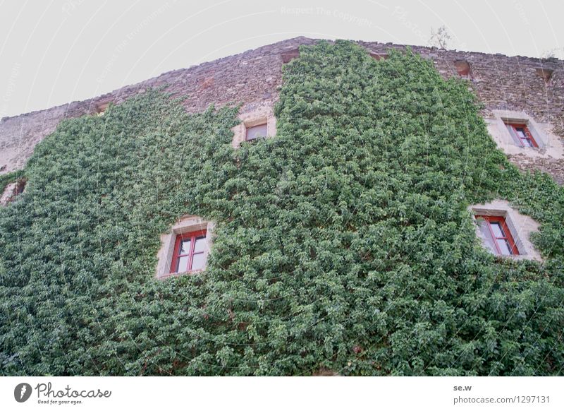 Rapunzel, lower your hair! Ivy Osterburg Federal State of Lower Austria Architecture Castle Castle ruin Green Colour photo Deserted