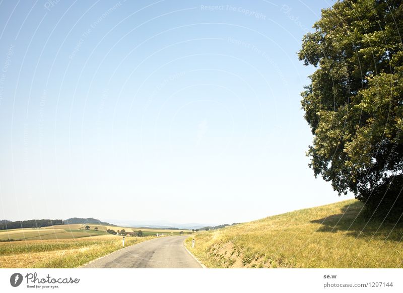 the tree Environment Cloudless sky Sun Summer Beautiful weather Tree Field Hill Traffic infrastructure Street Blue Yellow Green Bright Colours Colour photo