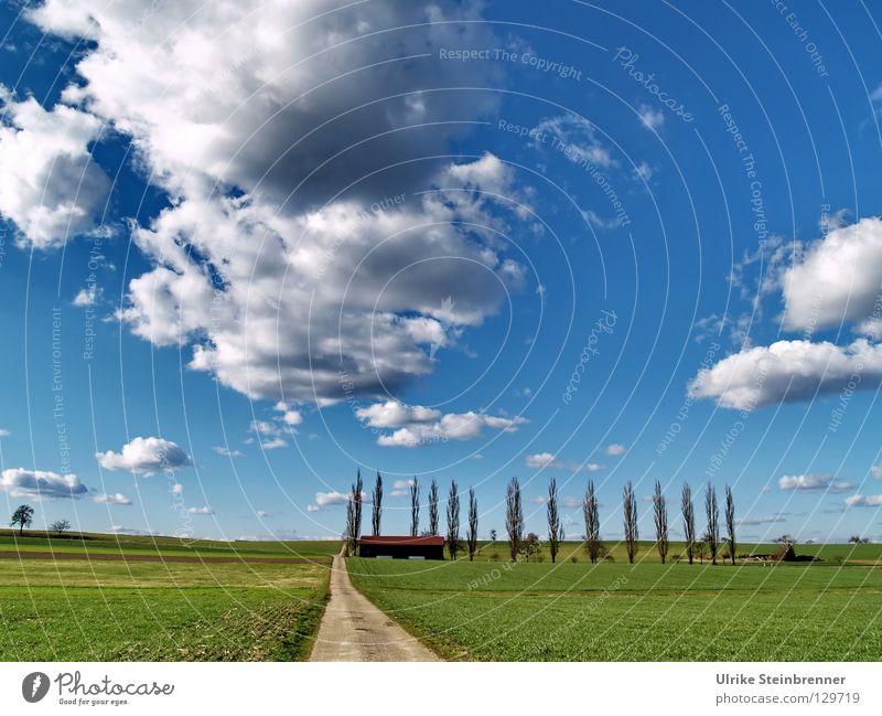 Poplar row with field path in spring Colour photo Exterior shot Deserted Nature Landscape Sky Clouds Spring Weather Tree Grass Field Line Going Hiking Fresh