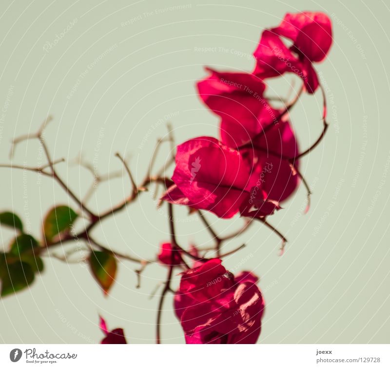 Spring Flowers Beautiful Plant Bushes Blossom Exotic Green Red Transience Bougainvillea Colour photo Subdued colour Close-up Deserted Shallow depth of field