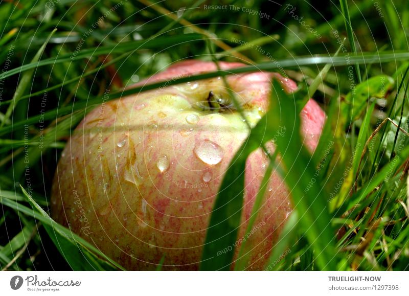 grass apple Food Fruit Apple Nutrition Organic produce Vegetarian diet Nature Earth Drops of water Autumn Grass Meadow Esthetic Simple Happiness Fresh Healthy