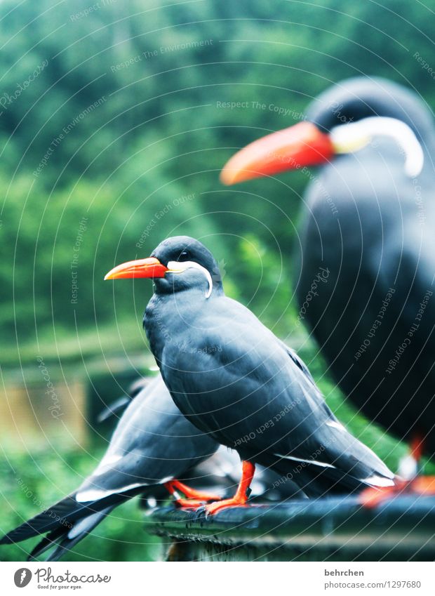 from the dance series Nature Animal Garden Park Meadow Wild animal Bird Animal face Wing Incase Tern Feather Beak Observe Relaxation Sit Exceptional Elegant