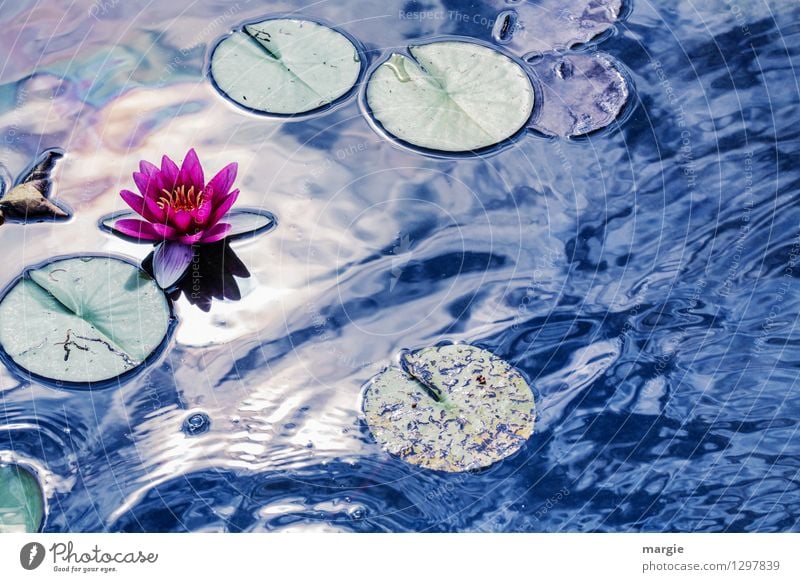 Inspired by Monet: water lily Wellness Relaxation Nature Water Drops of water Sky Sun Sunlight Summer Beautiful weather Plant Flower pink Water lily