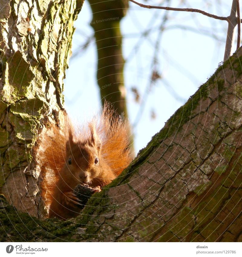 You're not getting up here! Squirrel Oak tree Rodent Mammal Pelt Tails Bushy Button eyes Nutrition To feed Forest Hair and hairstyles Paintbrush Sweet Cute