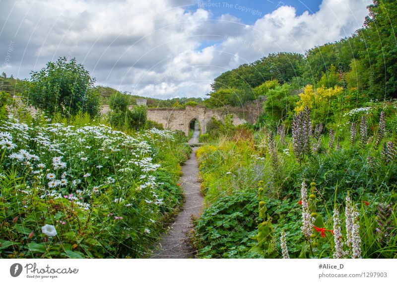 Lush flower garden in Dunraven Castle Park Nature Plant Animal Sky Clouds Summer Grass Bushes Blossom Foliage plant Wild plant Garden "Southerndown," Wales