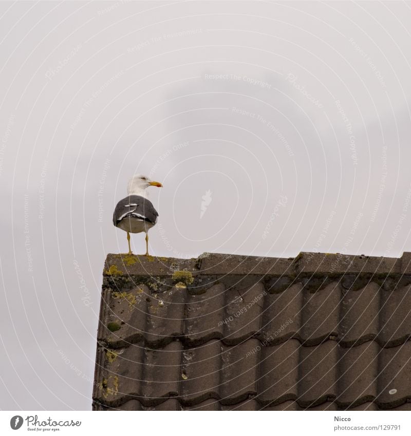 Seagull Seagull Looking To enjoy Bird Beak Lake Ocean Vacation & Travel Roof Dreary Rain Bad weather Roofing tile Clouds House (Residential Structure) Gable