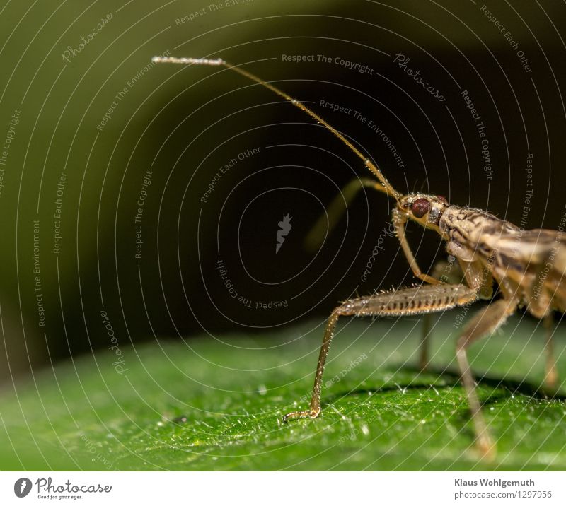 always following the nose Environment Animal Summer Autumn Park Beetle Animal face grass bug 1 Observe Walking Brown Black Colour photo Close-up Detail