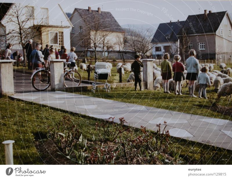 1963 Sixties Seventies Old-school Child Sheep Meadow House (Residential Structure) Residential area Sidewalk Green Pasture Lawn