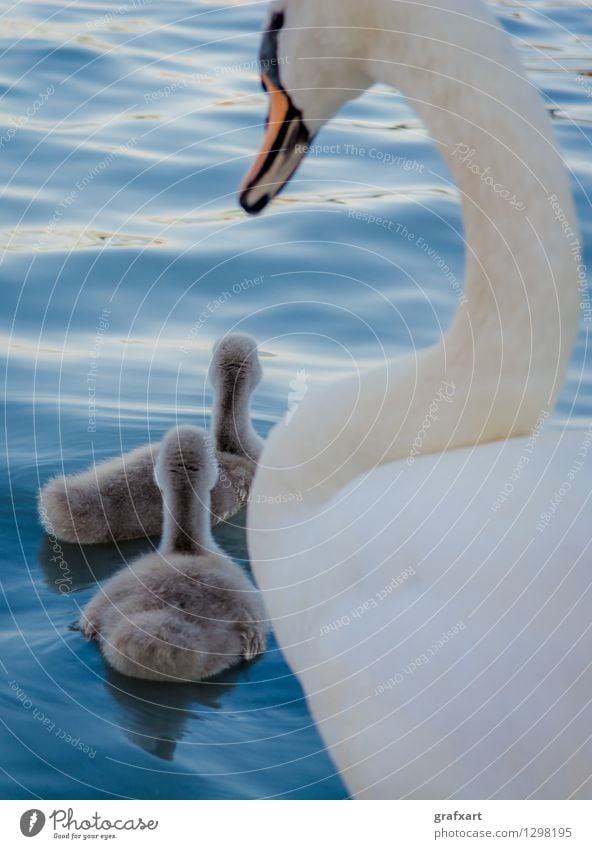 Swan Family Animal Water Pond Lake Wild animal Bird Chick Float in the water Together Team Parents Mother Father Baby animal Peaceful Offspring 3