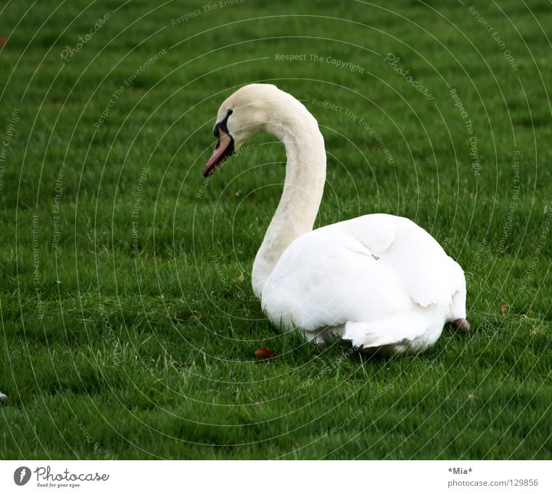 white blob on green Swan White Green Beak Looking away Grass Side Bird Animal Lawn Neck Feather