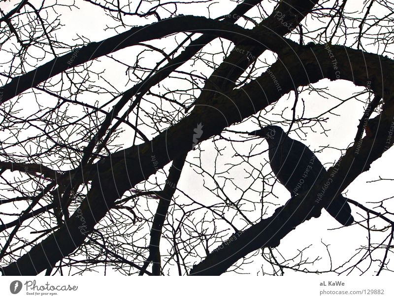 Black and White Vs. Crow Raven birds Tree Winter Bad weather Black & white photo Bird crow Branch black & white