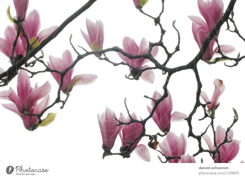 Backlight magnet foil 3 White Abstract Tree Magnolia plants Spring Plant Back-light Pink Red Light Background picture Blossom Blossom leave Beautiful Branch Bud