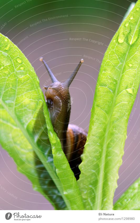 meal Environment Nature Plant Spring Summer Rain Leaf Dandelion Garden Meadow Animal Wild animal Snail Animal face 1 To hold on To feed Disgust Slimy Brown