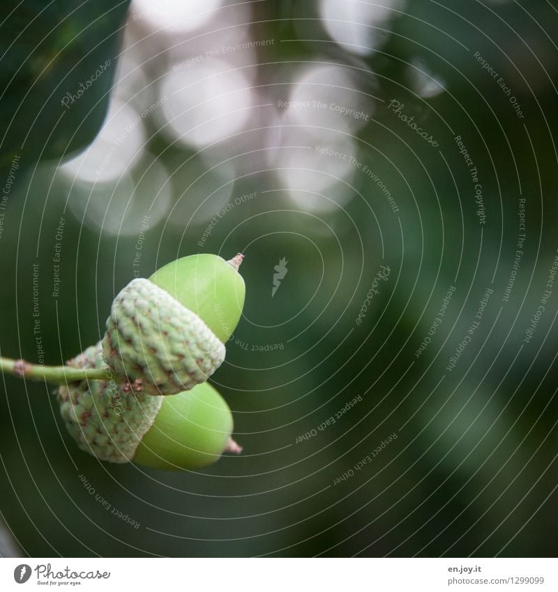 up and down Nature Plant Autumn Tree Acorn Green Beginning Life Growth Change Fruit Oak tree Seed plant Colour photo Subdued colour Exterior shot Close-up