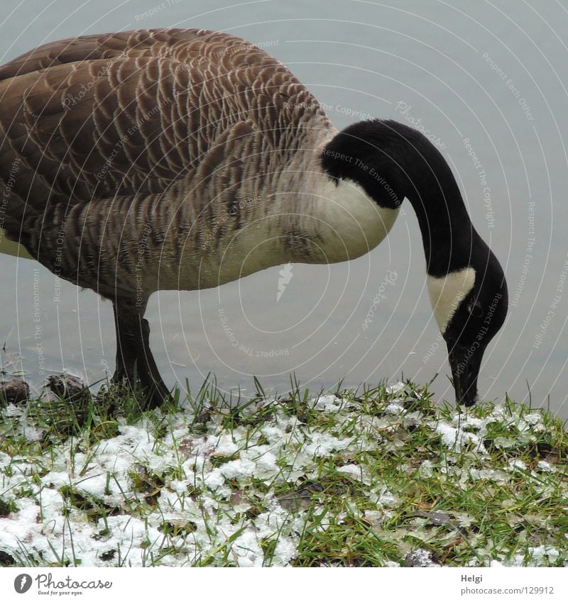 deep-frozen.... Goose Wild goose Gray lag goose Bird Migratory bird Animal Water wings Fuzz Downy feather Roasted goose Lake Pond Body of water Stand White
