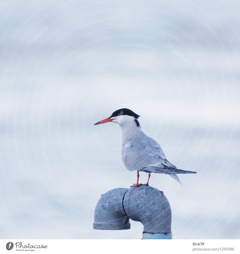 Arctic tern Environment Animal Water River bank East River New York City Brooklyn USA Wild animal Bird waterfowl Terns 1 Iron-pipe Conduit Metal Observe Looking