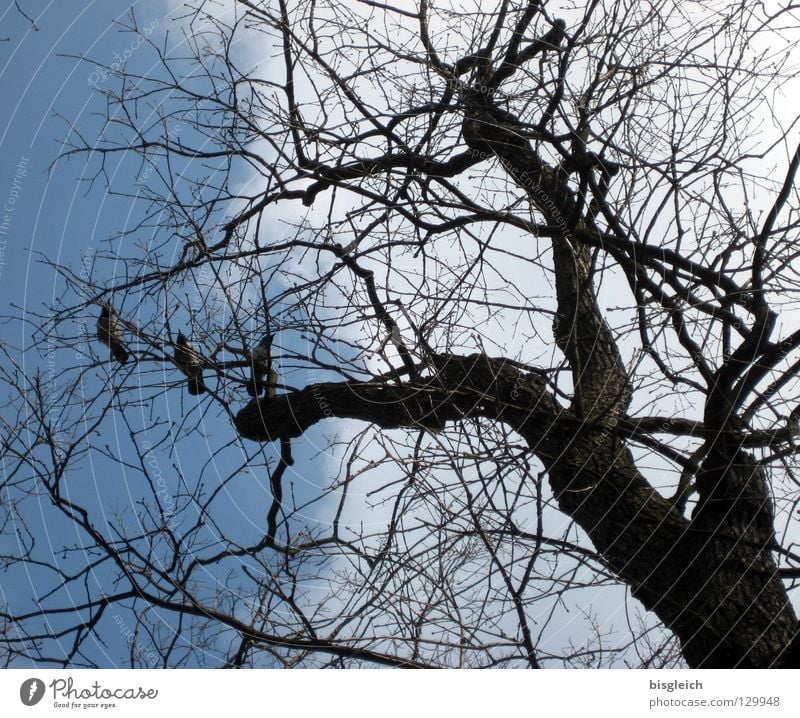 crows in the tree Colour photo Exterior shot Deserted Worm's-eye view Sky Tree Animal Bird Crow 3 Blue Death Twigs and branches Branch The Grim Reaper