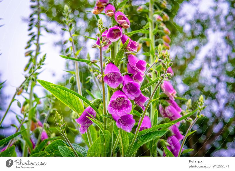 Violet Campanula flowers Beautiful Summer Garden Gardening Nature Plant Flower Grass Bushes Leaf Blossom Meadow Fresh Natural Wild Green Pink Colour Perspective