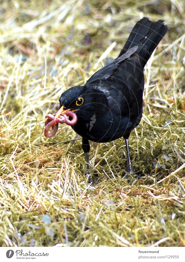 Poor little worm Blackbird Throstle Bird Animal Feed Worm Nutrition Feather Food Earthworm Black Thrush