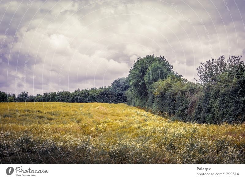 Cloudy weather over a field Beautiful Summer Sun Environment Nature Landscape Plant Sky Clouds Grass Meadow Growth Natural Yellow Gold Colour Rural dry