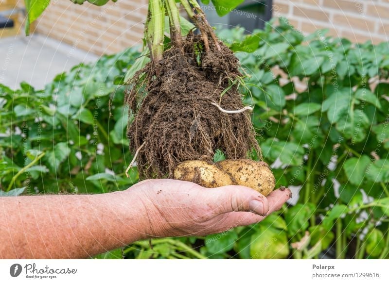 Hand holding fresh potatoes Vegetable Summer Garden Work and employment Gardening Man Adults Environment Nature Plant Earth Dirty Fresh Brown Green chips
